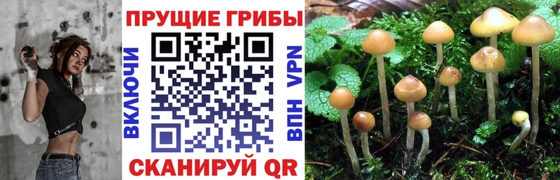 Галлюциногенные грибы Cubensis  как найти   Агрыз 